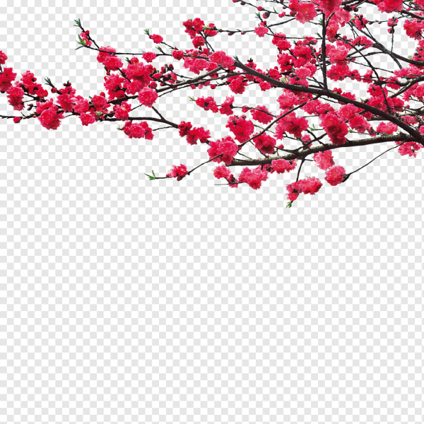 Ветки цветов для фотошопа