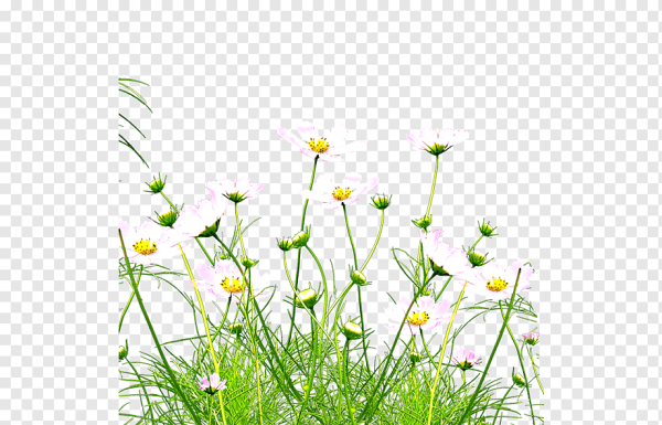 Луговые цветы без фона