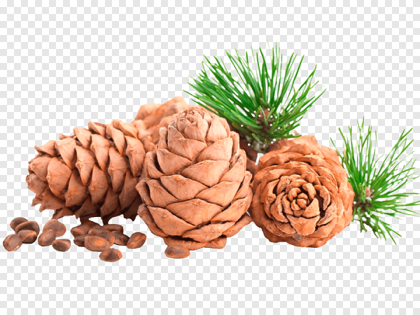 Ветка кедра