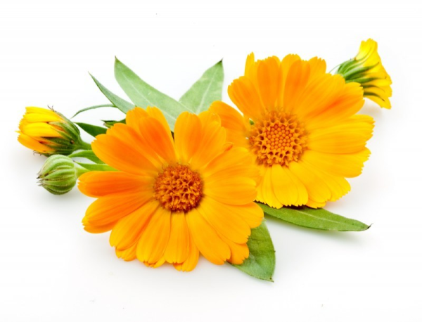 Цветки ноготков - Flores Calendulae