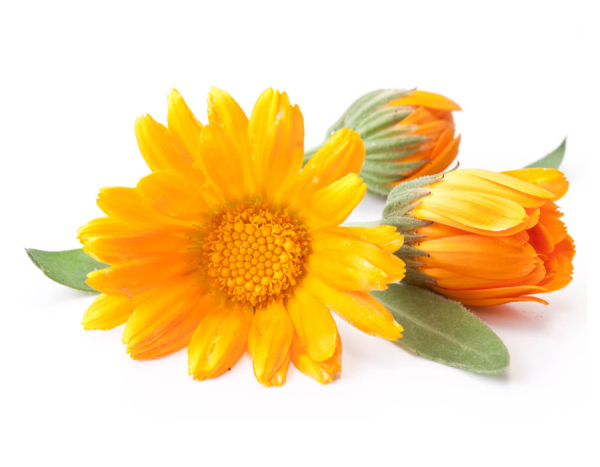 Calendula officinalis Flower extract