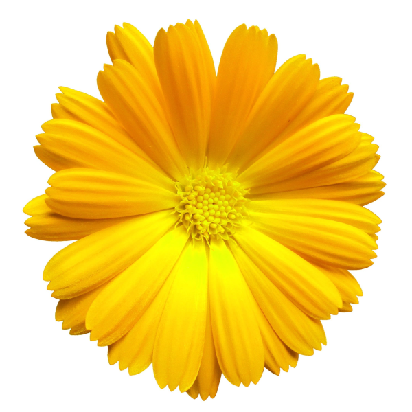 Ноготки цветы