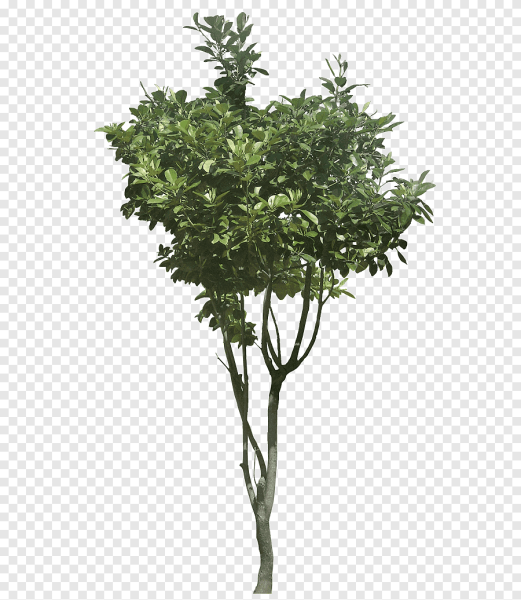 Фикус Платипода