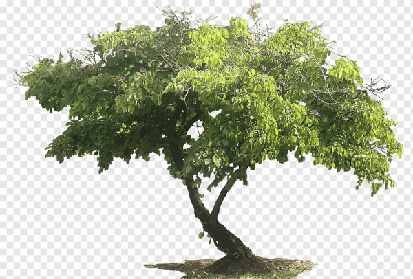 Juglans nigra бонсай