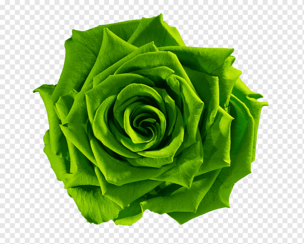 Роза Грин Баблз