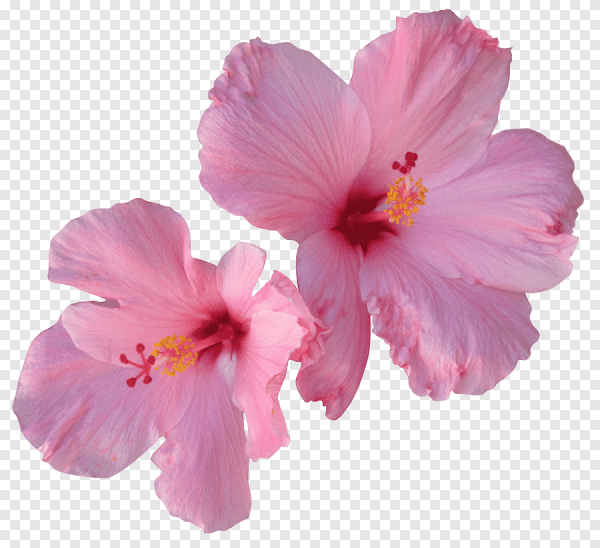 Гибискус (Hibiscus) прозрачный фон