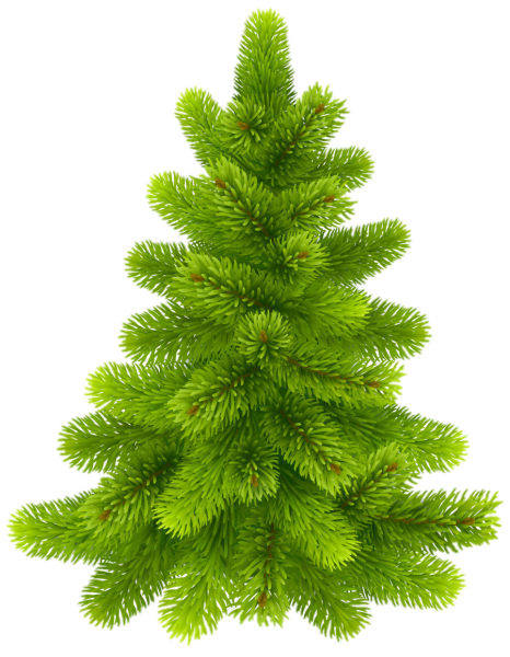 Елка Annapolis fir Tree