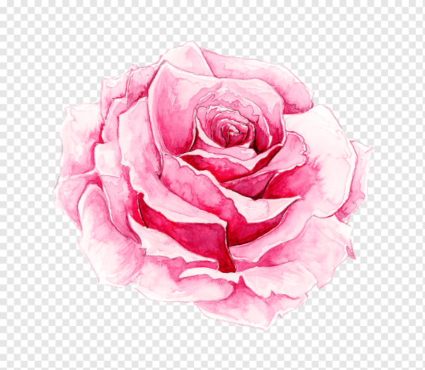 Роза акварель Rosa Aquarell