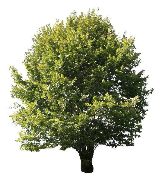 Бук, клен деревья