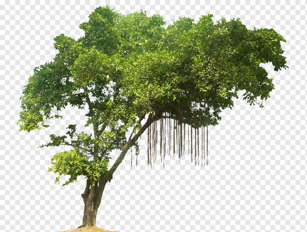 Деревья для фотошопа