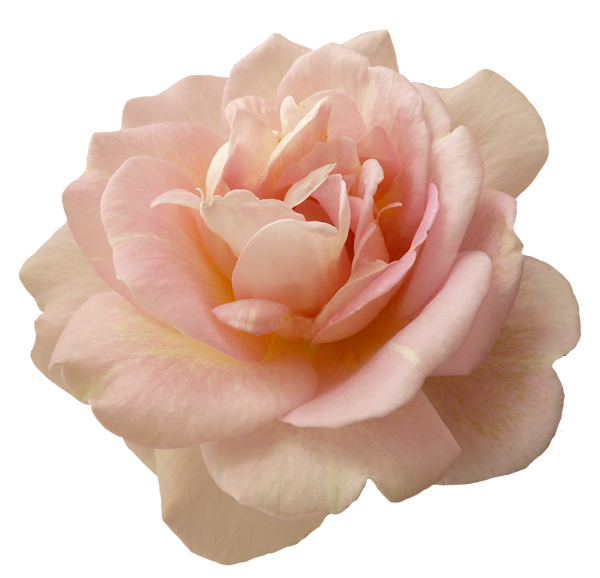 Роза blush Pink