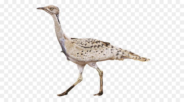 Bustard - Дрофа