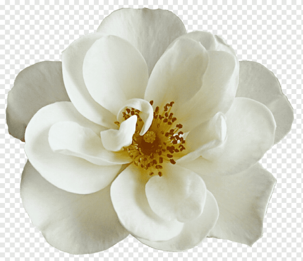 Магнолия White Rose