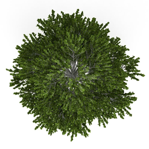 Ель вид сверху