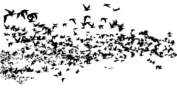 Стая птиц