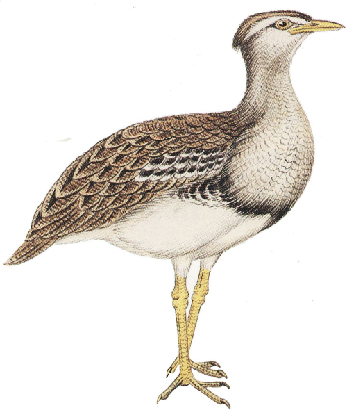 Дрофа птица