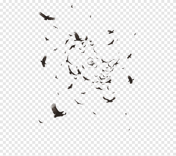 Стая птиц на белом фоне