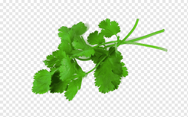 Зелень кинза (кориандр)