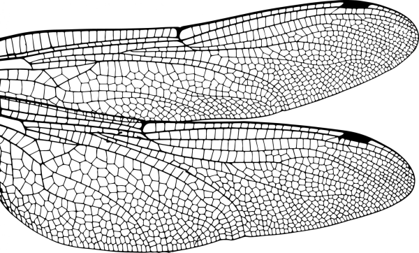 Крылья стрекозы