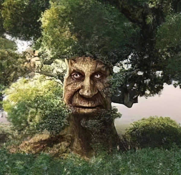 Дерево с лицом