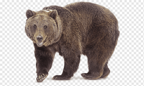 Браун Беар