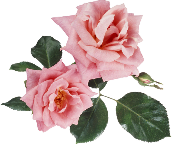 Цветы без фона