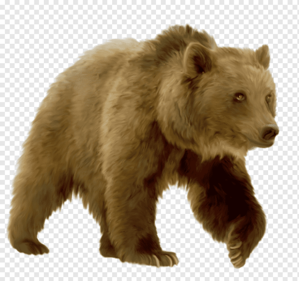 Бурый медведь на белом фоне