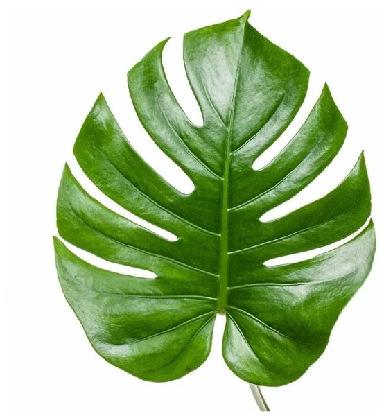 Листья Monstera вектор
