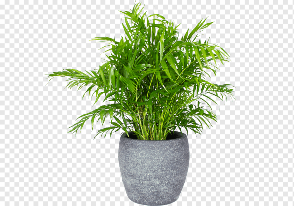 Chamaedorea elegans