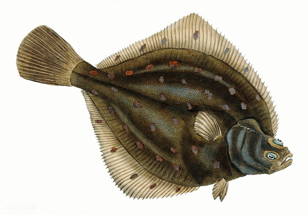 Морская рыба камбала