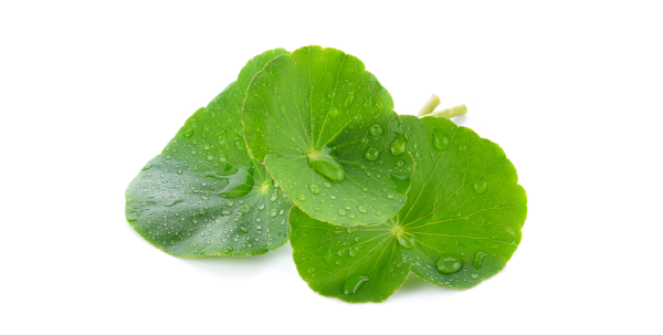 Центелла азиатская Centella Asiatica