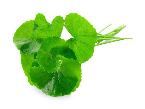 Центелла азиатская Centella Asiatica