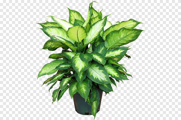 Диффенбахия комнатное растение