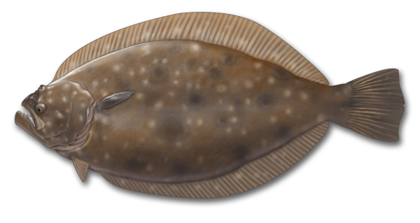 Морская камбала