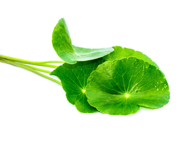 Центелла азиатская Centella Asiatica