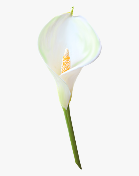 Цветы - белокрыльник (White Calla Lily)