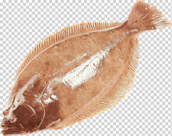 Полярная камбала Liopsetta glacialis