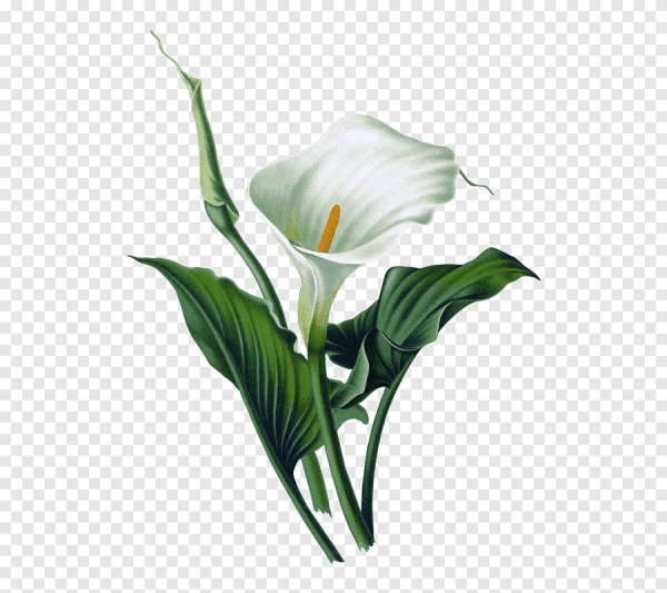 Калла arum Lily