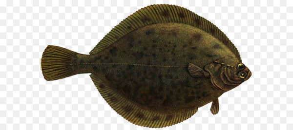 Полярная камбала Liopsetta glacialis