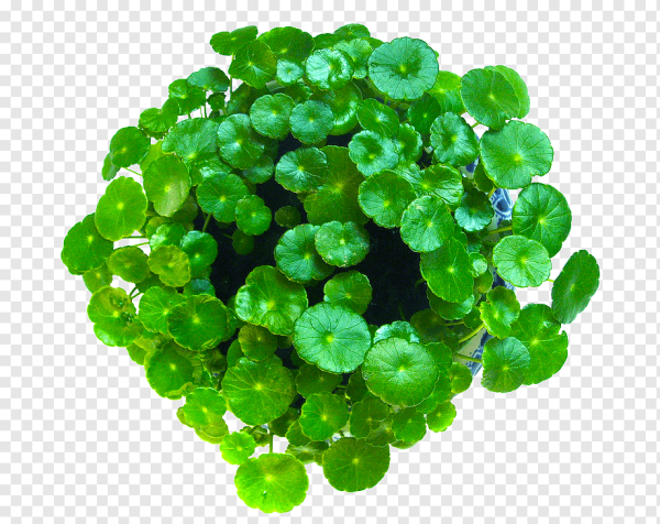 Hydrocotyle (центелла азиатская)