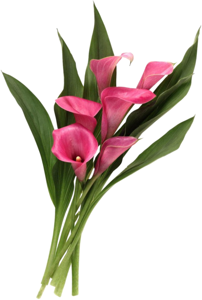 Arum Lily Flower