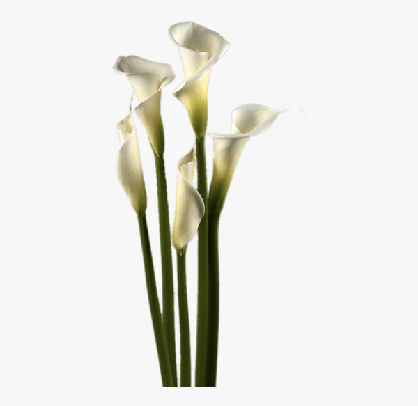 Arum Lily цветок