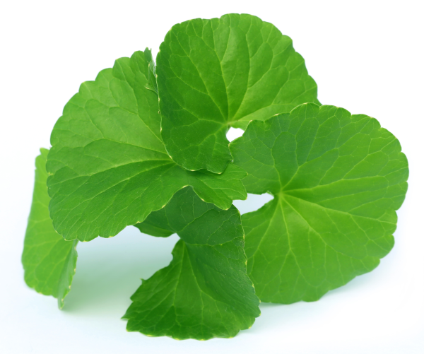Центелла азиатская Centella Asiatica