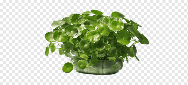 Hydrocotyle (центелла азиатская)