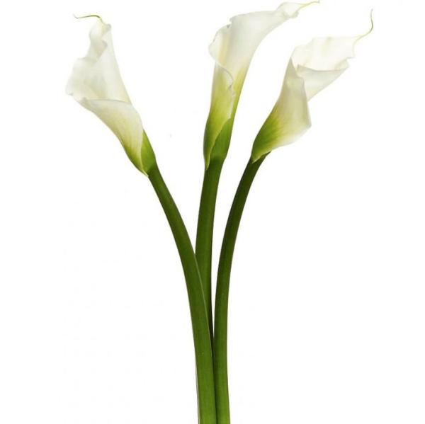 Calla Lily цветок