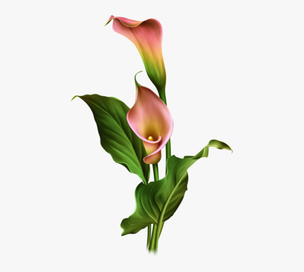 Arum Lily цветок
