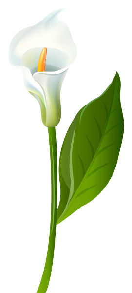 Калла arum Lily