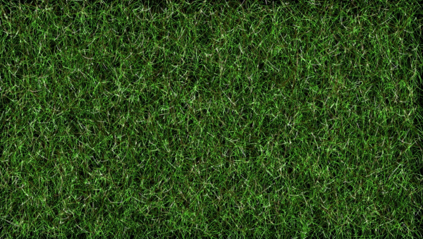 Grass texture бесшовная