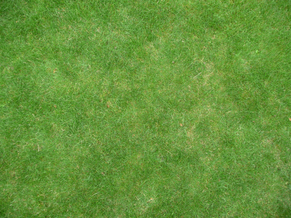 Grass texture бесшовная