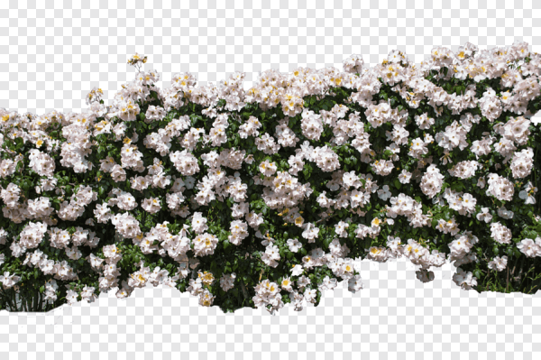 Алиссум с розами